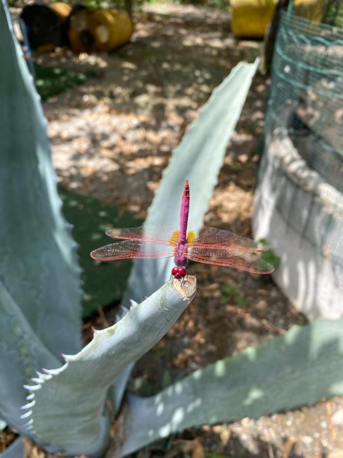 מליטו די פורטו סאלבו B&B Il Giardino Delle Meraviglie מראה חיצוני תמונה